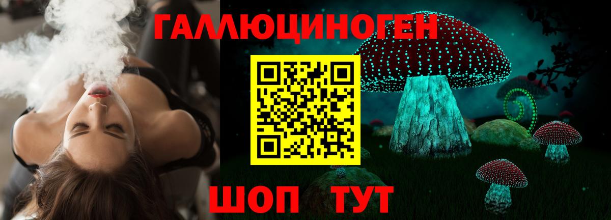 Галлюциногенные грибы Psilocybe Новодвинск